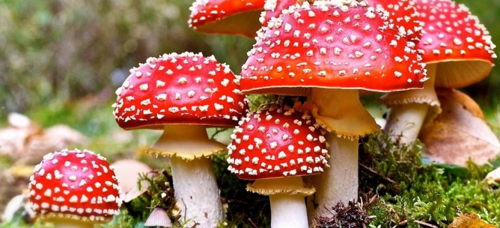 Is Amanita Muscaria Safe for Pets